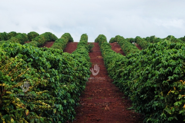 Khí hậu Việt Nam thích hợp trồng cà phê robusta nguyên chất